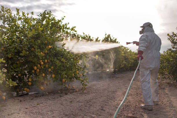 Flea Control Services in Dolton, IL
