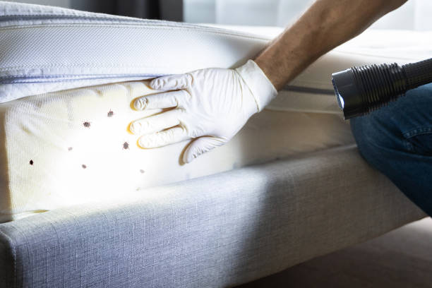 Best Pest Control Near Me in Dolton, IL