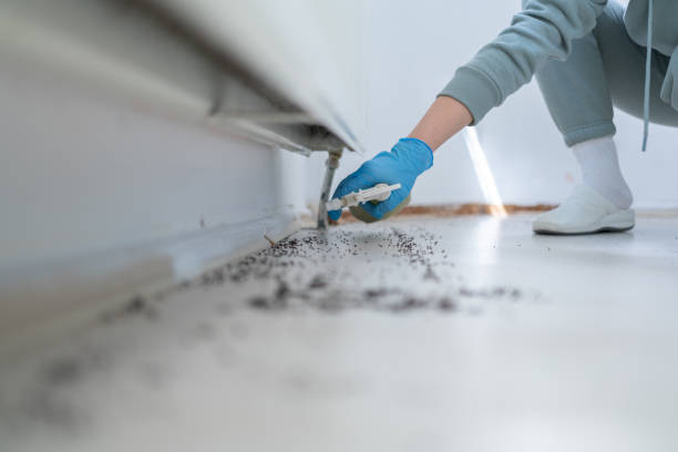Best Emergency Pest Control  in Dolton, IL