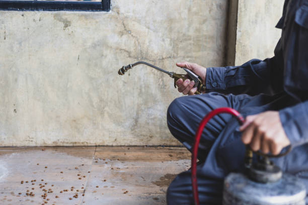 Best Affordable Pest Control Services  in Dolton, IL